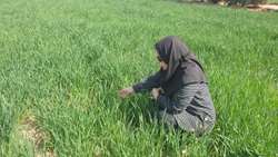 بازدید از مزارع تکثیر بذر غلات در شهرستان آران و بیدگل، توجه به کیفیت بذرهای داخلی و کنترل علف‌های هرز